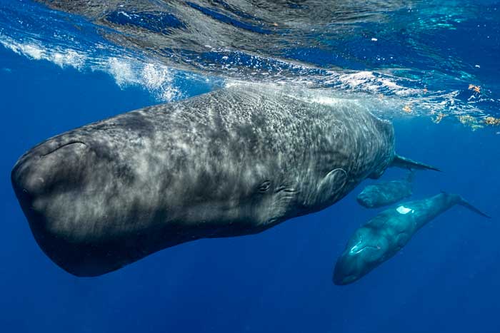 3 sperm whales swim towards the camera through the blue water. One is closer to the camera and their back touches the water’s surface.